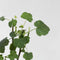 Plant in a Box - Anisodontea capensis - Kaaps Kaasjeskruid – Kaapse Malve - Set van 3 - roze/paars – bloeiende tuinplant – ⌀9 cm – hoogte 25-40 cm