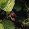 Plant in a Box - Rubus fruticosus 'Thornfree' - Set van 2 - Braam - Doornloze zwarte braam - Fruitplanten - Struik - ⌀15cm - Hoogte 50-60cm
