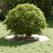 vidaXL - Plantenring - 5 - stuks - Wit - Ø40/70 - cm - Staal
