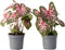 Plant in a Box - Caladium Carolyn Whorton - Set van 2 - Tropische kamerplant - Pot 13cm - Hoogte 25-40cm