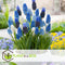 Plant in a Box - Muscari Magic Mix - Bloembollen x50 - Druifhyacinten - Bloembollenmix voor Tuin, Terras of Balkon