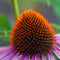 Plant in a Box - Echinacea Purpurea - Set van 10 - Rode zonnehoed - Wortelstokken - Bloeiende plant