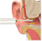 BeBird T15 Ear cleaner with camera