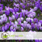 Plant in a Box - Crocus Pickwick - Bloembollen x30 - Krokus - Paars / Geel