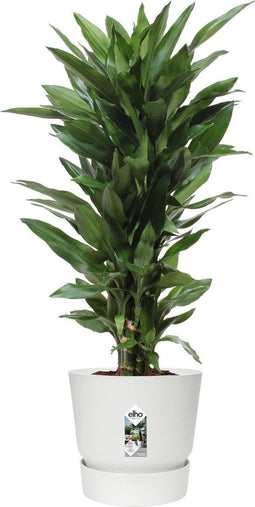 Choice of Green - Dracaena Janet Lind in Greenville Elho® pot wit - Hoogte 100 cm - Diameter pot 27 cm