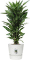Choice of Green - Dracaena Janet Lind in Greenville Elho® pot wit - Hoogte 100 cm - Diameter pot 27 cm