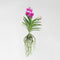 Plant in a Box - Vanda orchidee 'Tayanee Cerise' - Creme-wit - Hoogte 65cm