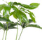 Philodendron Green Wonder