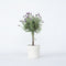 Plant in a Box - Lavandula stoechas 'Anouk' - Lavendelboom - Winterhard - Tuinplanten - Pot 15cm - Hoogte 45-55cm
