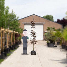 Rode Noorse esdoorn laagstam | Acer pl. 'Crimson Centry' | Bomenbezorgd.nl