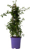 Plant in a Box - Ceanothus thyrsiflorus Repens - Voorjaarsbloei - Glanzend blad - Wintergroene struik - Pot 17cm - Hoogte 60-70cm
