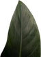 FloriaFor - Philodendron Congo Rojo In ELHO Sierpot Brussels (antraciet) - - ↨ 70cm - ⌀ 20cm