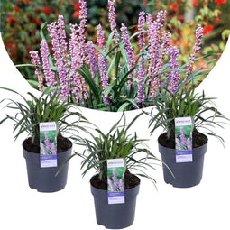 Plant in a Box - Liriope muscari 'Ingwersen' - Set van 3 - Winterharde siergrassen - Pot 14cm - Hoogte 25-35cm