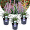 Plant in a Box - Liriope muscari 'Ingwersen' - Set van 3 - Winterharde siergrassen - Pot 14cm - Hoogte 25-35cm