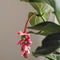 Plant in a Box - Medinilla Magnifica 'Flamenco' - Kamerplant - ⌀17cm - Hoogte 45-55cm