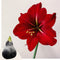 Plant in a Box - Amaryllis - Hippeastrum 'Wax Snow Black' - Bloembol - Rode bloemen