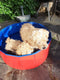 Dierenzwembad - Ø80x30cm - Opvouwbaar - Rood/Blauw