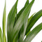 Dypsis lutescens (Areca) met Elho B.for soft antracite ↨ 50cm - hoge kwaliteit planten
