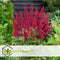 Plant in a Box - Astilbe - Mix van 6 - Pluimspirea - Wortelstokken - Robuuste bloeiende plant