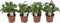 Coffea Arabica