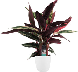 Calathea Triostar met Elho brussels white ↨ 85cm - hoge kwaliteit planten
