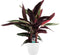 Calathea Triostar met Elho brussels white ↨ 85cm - hoge kwaliteit planten