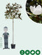 Leimagnolia 200 cm | Magnolia grandiflora ‘Galissonière’ 8-10 cm 200 cm| Bomenbezorgd.nl