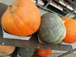 Pompoen 40 cm of groter XL