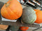 Pompoen 40 cm of groter XL