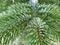 FURNILUX Nordmann Kerstboom - 450 - 500 cm - Naaldvast - Diepgroen