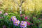 Customize it - Tuinschilderij bloemen bos 130x70cm