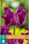 Tulp Crown of Negrita