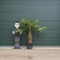 Chinese waaierpalm - Trachycarpus Fortunei 50 cm stamhoogte