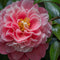 Plant in a Box - Camellia Volunteer - Set van 2 - Middelgrote struik - Bloeit grote roze bloemen - Pot 13cm - Hoogte 25-40m