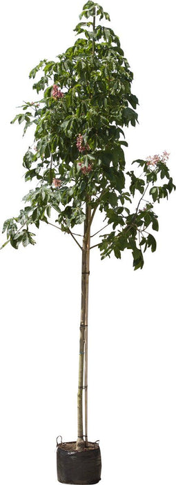 Rode paardenkastanje | Aesculus c. 'Briotii' 14-18 cm | Bomenbezorgd.nl