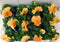 Violen Oranje 12 stuks