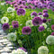 Plant in a Box - Alliumbollen - Set van 15 - Allium 'Purple, 'White' - Bloembollen - Paars