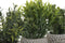 Decoratieve plant Home ESPRIT Polyethyleen Cement Boeddha 10 x 10 x 21 cm (3 Stuks)