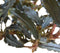 Easy grow 11 bucephalandra biblis