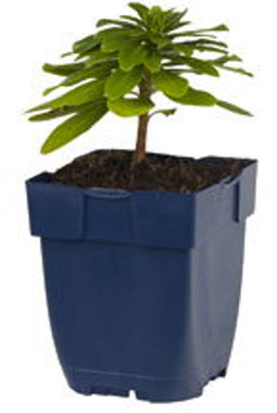 Griffioen - Euphorbia amygd. 'Robbiae'