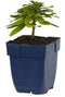 Griffioen - Euphorbia amygd. 'Robbiae'