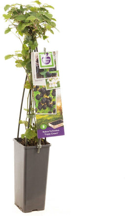 Doornloze braam Triple Crown (Rubus fruticosus )
