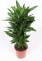 Choice of Green - Dracaena Janet Lind - Hoogte 100 - Diameter pot 27