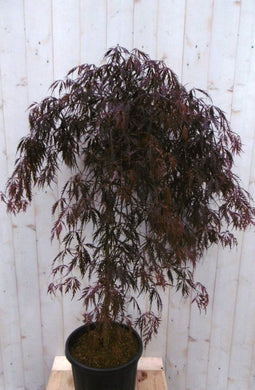 Japanse esdoorn rood blad stamhoogte 80 cm