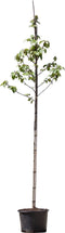 Zakdoekenboom | Davidia involucrata 6-10 cm | Bomenbezorgd.nl