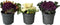 Plant in a Box - Brassica oleracea - Set van 3 - Sierkool - Decoratieve Bladen - Pot 10.5cm - Hoogte 10-20cm