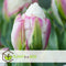 Plant in a Box - Tulipa Ice Cream - Bloem bollen x20 - Tulp - Paars Wit - Tulpen uit Holland