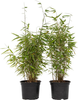 Plant in a Box - Fargesia nitida 'Red Dragon' - Set van 4 - Niet woekerende bamboe met rode stelen - Winterhard en groenblijvend - Pot 17cm - Hoogte 60-80cm