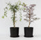 Plant in a Box - Acer palmatum 'Garnet', 'Emerald Lace' - Mix van 2 - Japanse Esdoorns Winterhard- Pot 19cm - Hoogte 60-70cm