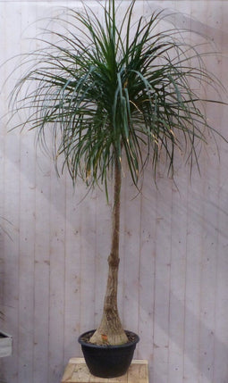 Olifantspoot Beaucarnea 160 cm kamerplant